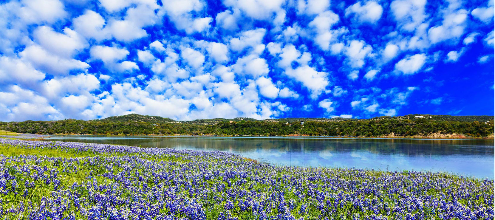 Marble Falls blue bonnets